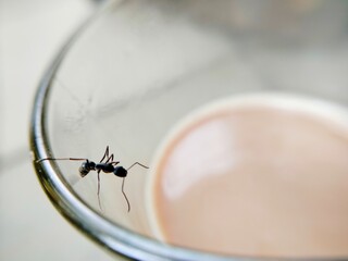 Black Odontomachus ants hanging from the rim of a coffee cup
