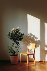 Wooden chair and potted plant in sunlit corner with soft shadows