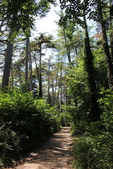 Pins Laricio de Corse dans le chemin du parc Noisot à Fixin (Côte-d'Or)