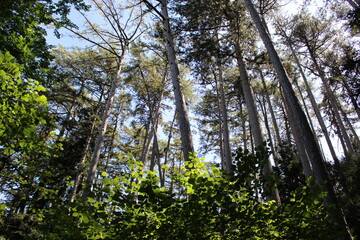 Fototapete bei efototapeten.de bestellen   