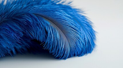 Vivid blue ostrich feathers on a white background