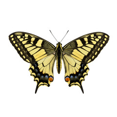 Fototapeta premium Detailed close up of a yellow and black butterfly isolated on transparent background