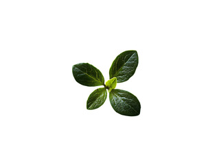 Top View of a Small Plant Sprout Emerging from Dark Brown Soil on white Background