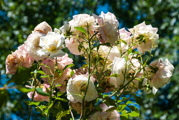 White and pink roses in full bloom. White roses with pink petals bloom in the garden. Tea rose flowers. Bush rose. Garden rose. 