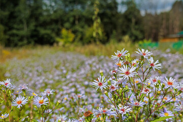 field of daisies