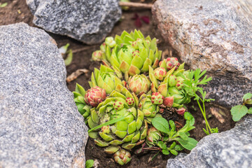Perfect Symmetry of Sempervivum Succulent Rosette, Macro Shot