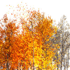 Autumn foliage displaying vibrant fall colors