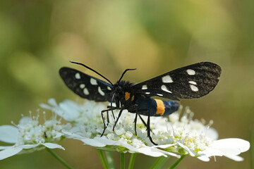 Closeup on the diurnal vibrant colored European diurnal nine-spotted moth, Amata phegea
