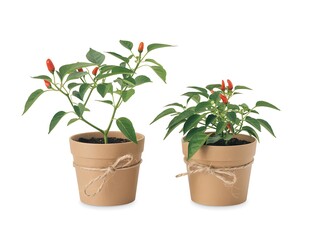 Obraz premium Two potted chili pepper plants with red fruits and green leaves on white background