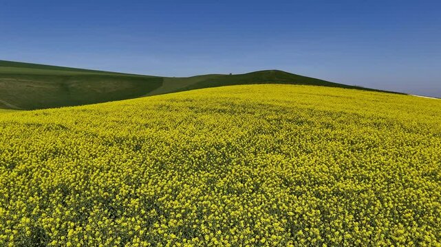 Champ de colza dans la Meuse, en Lorraine au printemps, les fleurs jaunes contrastent avec les champs de bl&eacute; et d'orge bien verts et le ciel bleu.