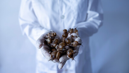 Scientist Holds Live Snails in Laboratory Setting