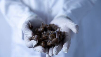 Hands Holding Fresh Snails in a Laboratory Setting