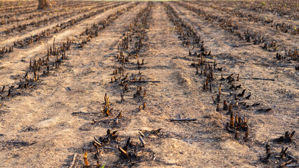 Burned Crop Field After Fire Damage in Rural Area