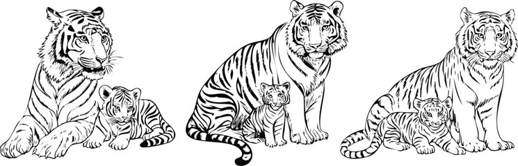 Fototapeta premium Wild Legacy: Tigers and Their Cubs