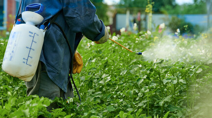 Spraying plants against insect infestation in a garden
