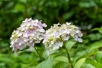 淡いピンクとクリーム色の紫陽花の花房