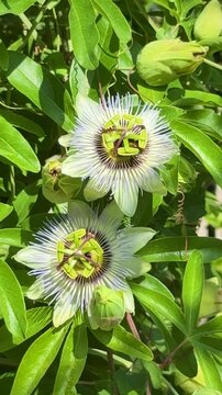 Bumblebee gathering pollen on blooming passionflower (Passiflora) surrounded by green leaves in summer garden	