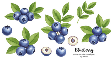 blueberries on white background