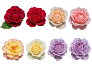 Collection of eight vibrant blooming roses in various colors isolated on transparent background