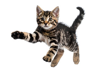 Obraz premium Playful Tabby Kitten Poised to Jump Isolated on Transparent Background PNG