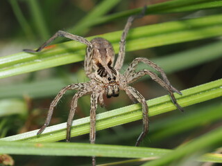 Araña lobo radiada, conocida científicamente como Hogna radiata. 