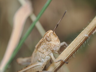 Saltamontes italiano (Calliptamus italicus) 