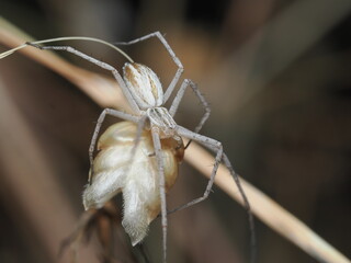 Pisaura mirabilis (araña ladrona o araña de vivero)
