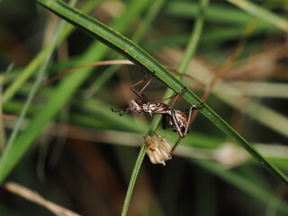 Insecto de la subfamilia Harpactorinae, que pertenece a la familia Reduviidae, comúnmente...