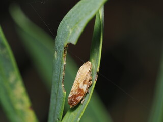 Cigarra espumadora o salivazo (Philaenus spumarius), un insecto hemíptero de la familia Aphrophoridae. 