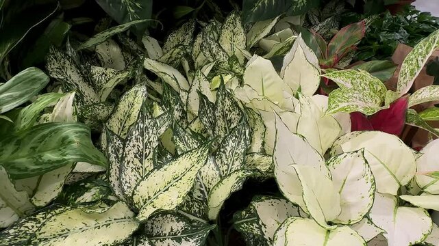 A dense collection aglaonema of variegated indoor plants with creamy white, green leaves. The lush foliage displays a stunning variety of textures, ideal for botanical themes and natural backgrounds.