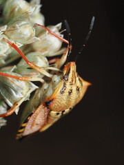 Chinche de la familia Pentatomidae, específicamente una especie del género Carpocoris