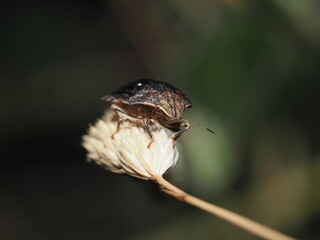 Una chinche marrón marmolada (Halyomorpha halys), también conocida como chinche apestosa. 