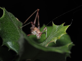 Saltamontes, un insecto perteneciente al suborden Caelifera dentro del orden Orthoptera. 
