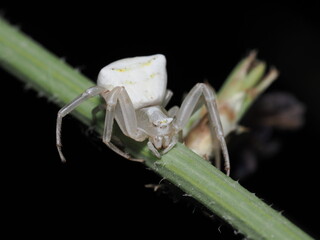 Pisaura mirabilis, también conocida como araña ladrona o araña de vivero europea. 
