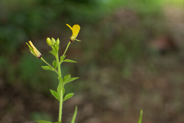 A small yellow wildflower bloom on a slender, hairy stem with lance-shaped green leaves. The flower's trumpet-like shape and vivid hue contrast with the blurred earthy background.