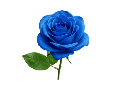 Vibrant blue rose with green leaves isolated on transparent background