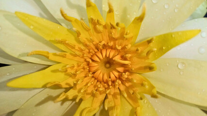 Fully Bloomed Lotus Flower