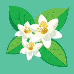 jasmine white flowers on green background