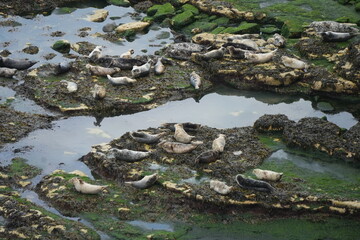 Seals basking on rocky tidal pools in Flamborough, North Yorkshire, England. Explore the scenic coastal beauty of seals resting under the sun along the northern shores of England. 