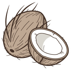 Whole and halved brown coconuts with white flesh tropical fruit