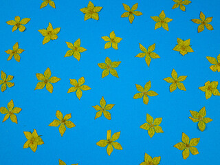 Pressed dried flowers of yellow loosestrife, arrangement on a blue background, top view. Pressed...