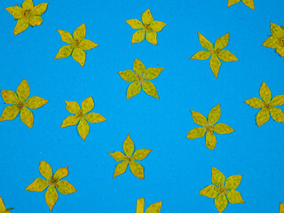 Pressed dried flowers of yellow loosestrife, arrangement on a blue background, top view. Pressed...