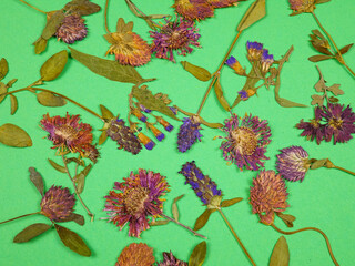 Pressed dried meadow flowers of on a green background, top view,  Pressed flower art, decorative panel