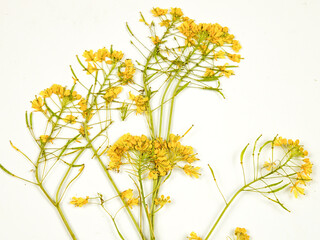 Pressed dried meadow flowers of ragwort (senecio umbrosus) on a white background, top view. Pressed flower art, decorative panel