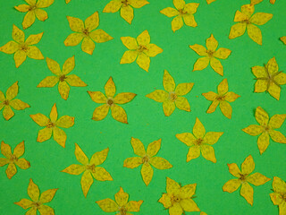 Pressed dried flowers of yellow loosestrife, arrangement on a green background, top view. Pressed flower art, decorative panel.