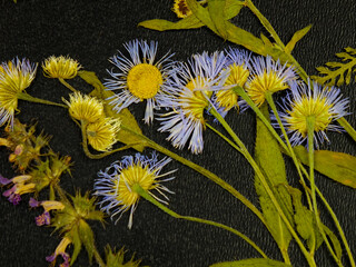 Pressed dried meadow flowers of on a black background. Pressed flower art, decorative panel