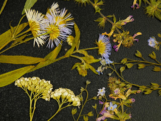 Pressed dried meadow flowers of on a black background. Pressed flower art, decorative panel