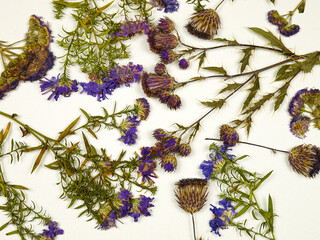Pressed dried  twigs of  plume thistles  and  hyssop on a white background. Pressed flower art,...