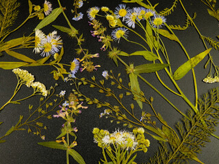 Pressed dried meadow flowers of on a black background. Pressed flower art, decorative panel