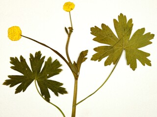   Pressed dried flower of a ranunculus repens or the creeping buttercup  on a white background, top...